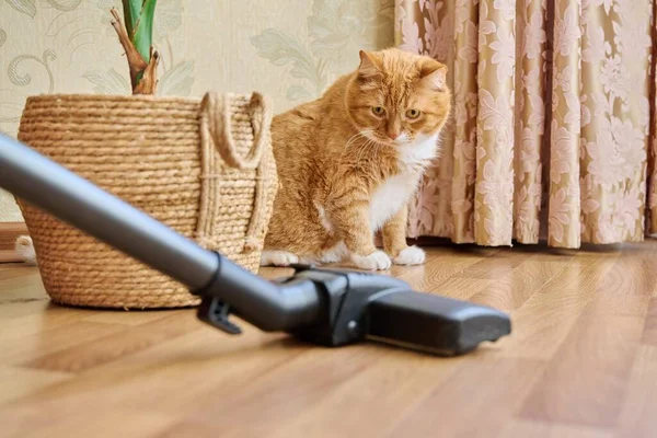 Cleaning House Vacuum Cleaner Vacuum Cleaner Brush Pet Red Ginger — Stock Photo, Image