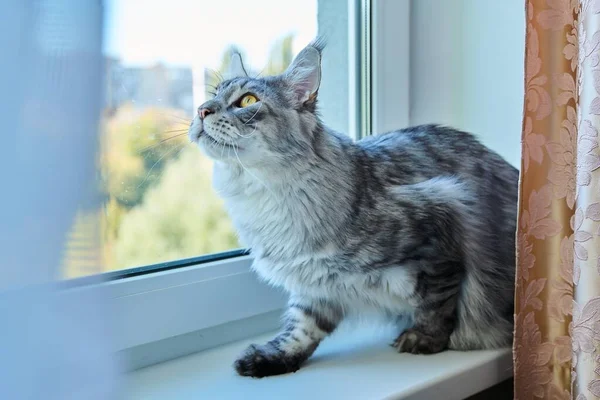Vážná Pozorná Kočka Hledající Okna Ptáky Gray Plnokrevný Domácí Meykun — Stock fotografie