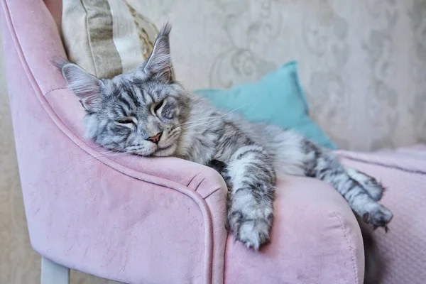 在家里躺在扶手椅上睡觉的松懈灰猫的画像 银色可爱的纯真美因河边的粉色天鹅绒椅子上 宠物概念 — 图库照片