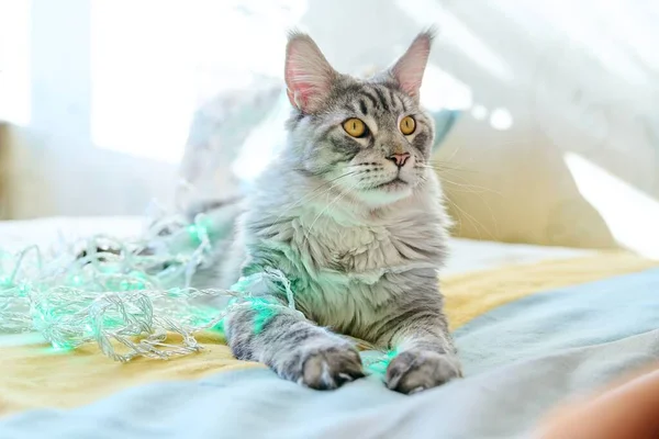 소파에 누워서 아름다운 고양이의 부드러운 동물메인 — 스톡 사진