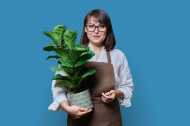 Önlüklü, çiçekli, gülümseyen orta yaşlı kadın portresi mavi arka planda kameraya bakıyor. Bahçe düzenleme fabrikası. Çiçekçilik reklamı yetiştiriyor ve satıyor.