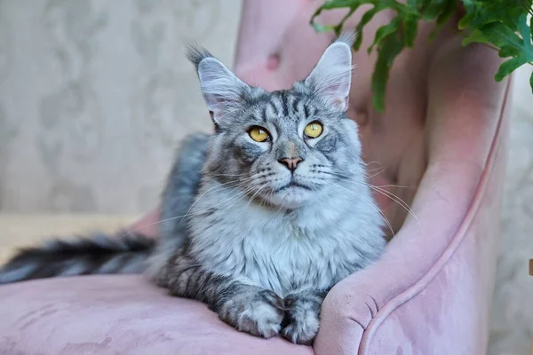 在家里的扶手椅上躺着一只松懈的灰猫的画像 银色可爱的纯真美因河边的粉色天鹅绒椅子上 宠物概念 — 图库照片