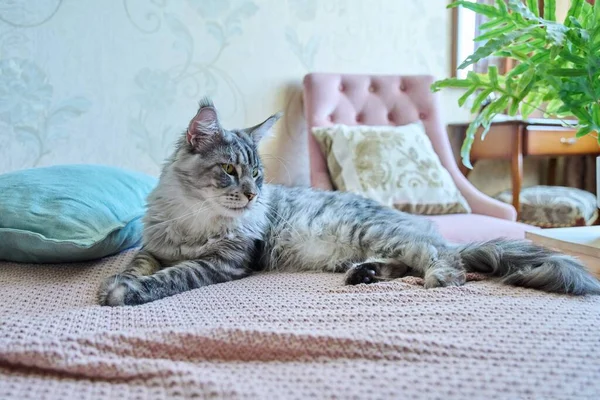 Πορτρέτο Του Όμορφη Καθαρόαιμη Γκρι Γάτα Αναπαύεται Στον Καναπέ Στο — Φωτογραφία Αρχείου