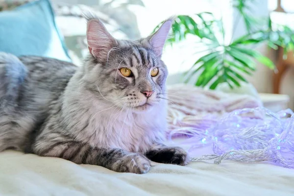 Портрет Чудової Чистокровної Сірої Кішки Лежить Дивані Розслаблений Пухнастий Домашній — стокове фото
