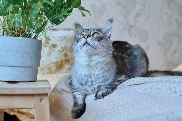 Atraente Puro Sangue Prata Maine Coon Gato Olhando Para Cima — Fotografia de Stock