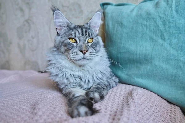 美丽纯正的灰猫躺在沙发上躺在家里的画像 松松垮垮的毛绒绒宠物缅因 家舒适温暖的宠物概念友谊宠物 — 图库照片