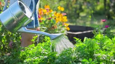 Woman watering a garden bed with a watering can. Growing natural organic eco vegetables, herbs in the garden, hobby and leisure, lifestyle, summer season concept