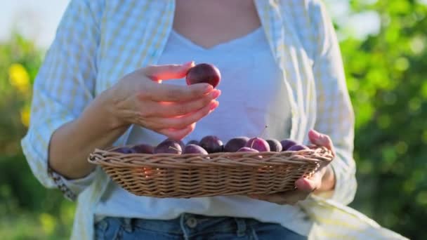 Harvest Plums Wicker Plate Hands Woman Close Outdoor Blue Plums — Stockvideo