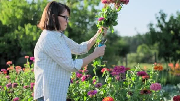 Woman Fresh Zinnia Flowers Outdoor Garden Blooming Flowers Summer Season — Video