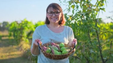 Güneşli bir sonbahar gününde bahçede organik armut toplayan bir kadın. Orta yaşlı bir kadın, armut ağacının yanında, meyve bahçesinde poz veriyor. Tarım, hasat, tarım, doğal eko meyveleri, sağlıklı beslenme kavramı.