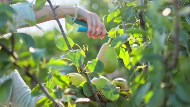 Güneşli Bir Sonbahar Gününde Meyve Bahçesinde Olgun Organik Armutları Kesen — Stok video
