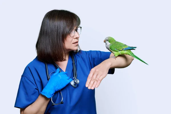 Veterinário Médico Fêmea Examinando Papagaio Quaker Verde Fundo Estúdio Branco — Fotografia de Stock