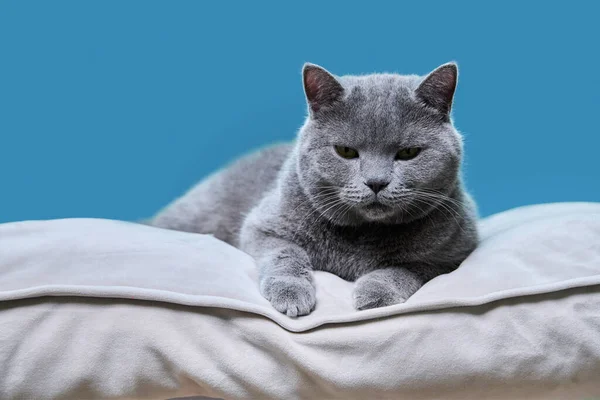 Portrait Lying Gray British Cat Blue Studio Background — Stock Photo, Image