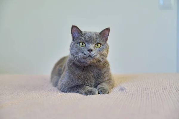 Bedårande Grå Brittisk Katt Husdjur Ligger Vilande Hemma Sängen — Stockfoto