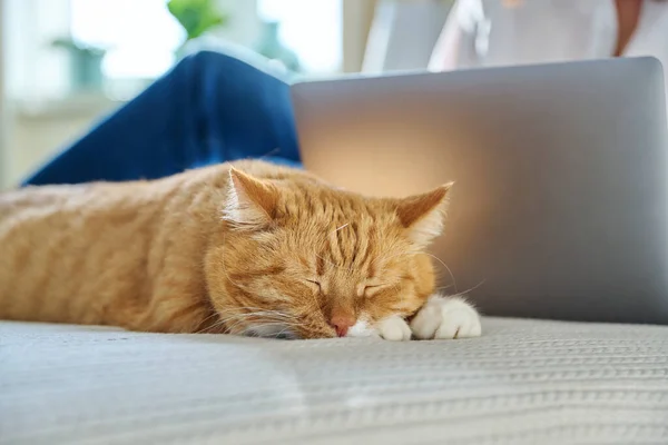 Gato Gengibre Dormindo Relaxado Casa Cama Mulher Usando Laptop Fundo — Fotografia de Stock