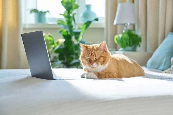 Старий Червоний Імбир Смішний Кіт Лежить Вдома Ліжку Ноутбуком Домашні — стокове фото