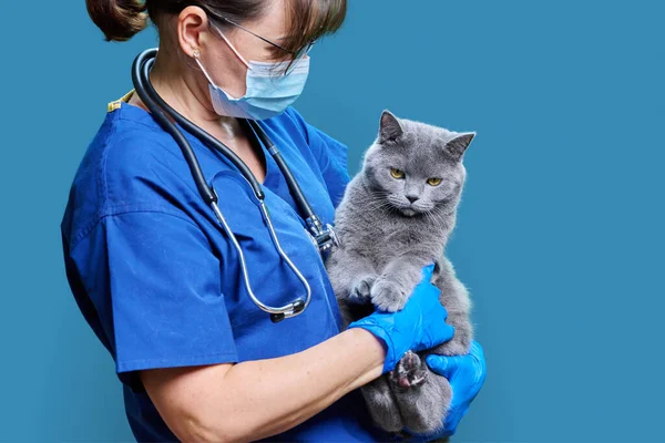 Female doctor veterinarian with cat in her arms, on blue studio background. Gray British cat at the vet