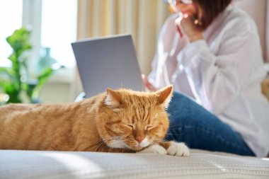 Evde rahat uyuyan kızıl kedi, arka planda dizüstü bilgisayar kullanan kadın. Ev hayvanı, komik kırmızı kedi. Ev sahibi, iş ve eğlence için dizüstü bilgisayar kullanan olgun bir kadın. Hayvanlar, yaşam tarzı, insanlar konsepti