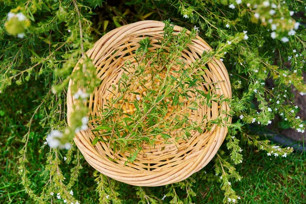 Harvest of natural spicy fragrant savory plant in a basket, in the garden. Delicious aromatic kitchen herbs, agriculture cooking gardening summer concept