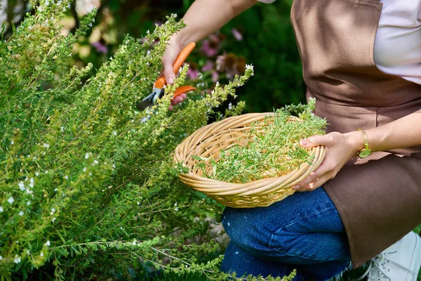 Hands of woman with garden pruner picking spicy fragrant harvest of savory herbs in summer garden. Delicious natural aromatic kitchen herbs, agriculture cooking gardening concept