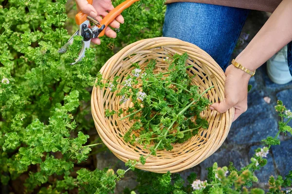 Mint Harvest Womans Hands Basket Scissors — Stok Foto