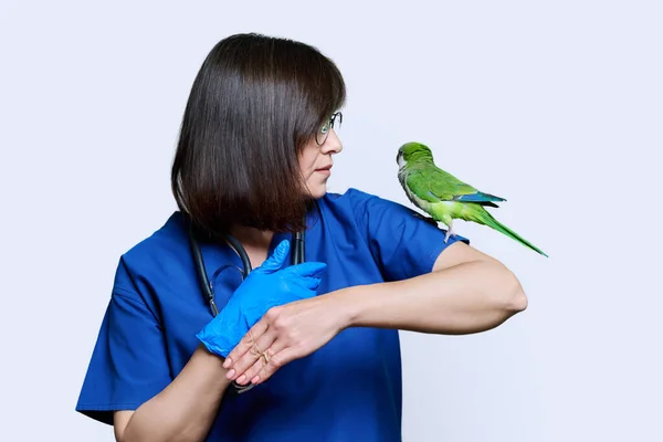 Női Orvos Állatorvos Vizsgálja Zöld Kvéker Papagáj Fehér Stúdió Háttér — Stock Fotó