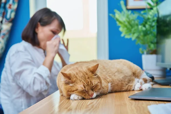 女人对宠物毛皮过敏 女人咳嗽着在餐巾纸上打喷嚏 在家里的办公室里工作 桌上放着猫 对动物毛皮过敏的概念 — 图库照片