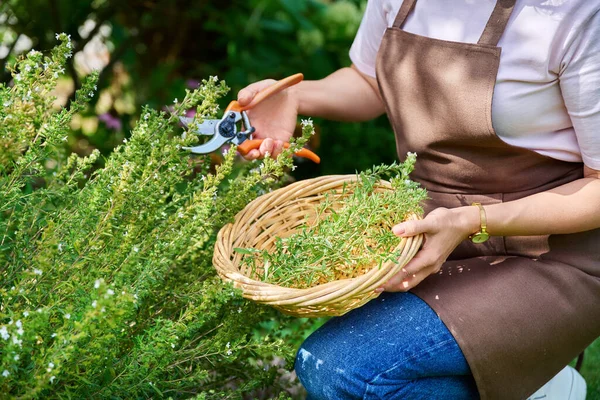 Hands of woman with garden pruner picking spicy fragrant harvest of savory herbs in summer garden. Delicious natural aromatic kitchen herbs, agriculture cooking gardening concept