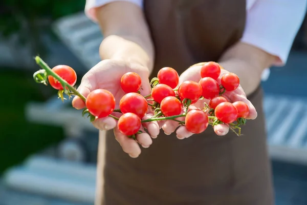 Primer Plano Rama Los Tomates Rojos Guinda Las Manos Mujer — Foto de Stock