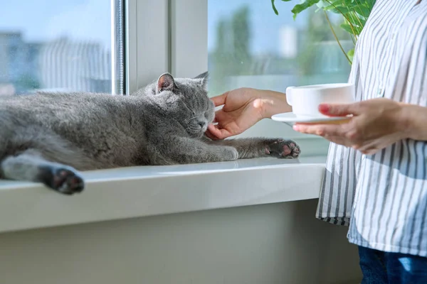 Close Mãos Mulher Com Xícara Café Gato Estimação Relaxado Deitado — Fotografia de Stock