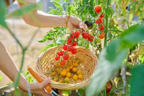 Memanen Tomat Ceri Mendekati Tangan Memetik Tomat Kuning Dan Merah — Stok Foto