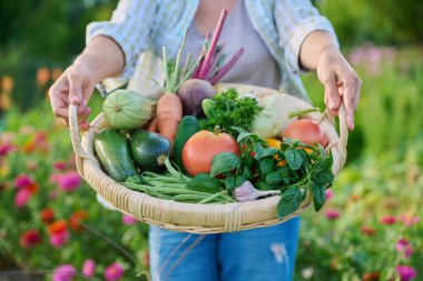 Close up basket of many different fresh raw organic vegetables in farmer woman hands, summer nature vegetable garden background. Harvest vegetables from organic farm, healthy food nutrition, gardening