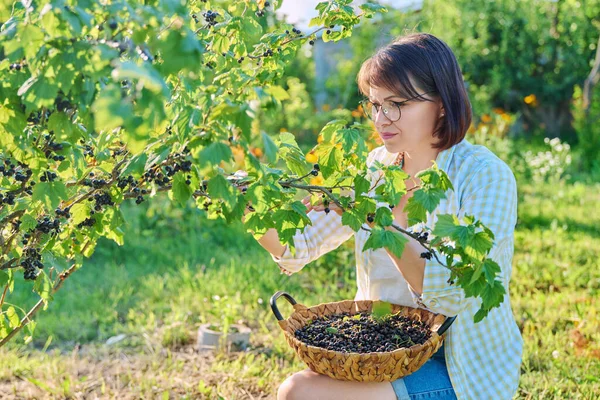 Harvesting ripe blackcurrants in garden. Woman gardener picking sweet berries in basket. Growing healthy organic berries, summer season, farm, farming, vitamin food concept