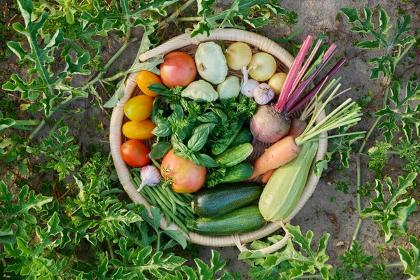 Top View Basket Many Different Fresh Raw Organic Vegetables Herbs — Foto de Stock