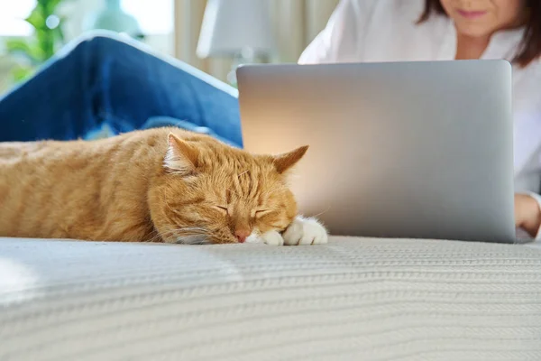 Relaxed sleeping ginger cat at home on bed, woman using laptop on background. Home pet old funny red cat, owner is mature female using laptop for work and leisure. Animals, lifestyle, people concept