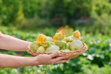 Bahçede, kadınların elinde sepetteki taze pattypan patisonlarının yakın çekimi. Doğal eko organik sağlıklı sebzeler yetiştiriyor. Gıda, bahçıvanlık, yaz, hasat, tarım kavramı