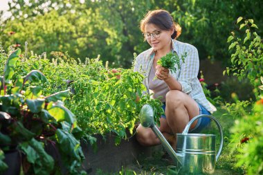 Bahçe yatağının yanında baharatlı otlarla sulanan orta yaşlı bir kadın. Fesleğen maydanozlu olgun bir kadın. Tarım, tarım, hobiler ve boş zaman, doğal organik gıda yetiştirme.
