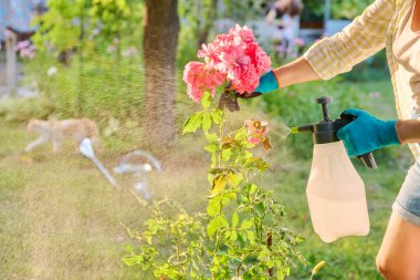 El spreyli bir kadın gül çalıları püskürtüyor bitkileri böcek ve mantar hastalıklarından koruyor.