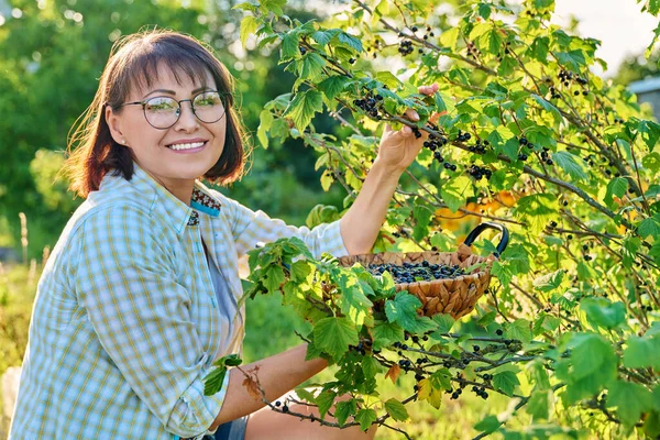 Smiling Middle Aged Woman Holding Basket Ripe Blackcurrants Harvesting Currants — Foto de Stock