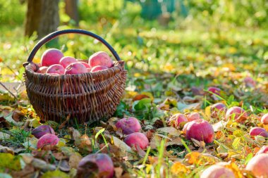 Sonbahar bahçesinde sepetteki organik kırmızı elma hasadı. Tarım, tarım, bahçıvanlık, doğal eko gıdalar, sağlıklı beslenme kavramı