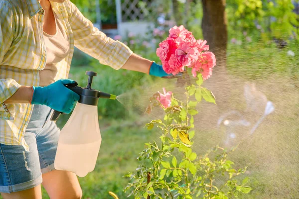 Woman with hand sprayer spraying rose bushes protecting plants from insect pests and fungal diseases