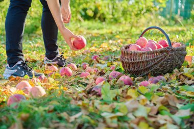 Kadınların elleri sonbahar bahçesinde sepetten olgun kırmızı organik elmalar topluyor. Tarım, tarım, bahçıvanlık, doğal eko gıdalar, sağlıklı beslenme kavramı