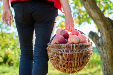 Kadınların elleri sonbahar bahçesinde sepetten olgun kırmızı organik elmalar topluyor. Tarım, tarım, bahçıvanlık, doğal eko gıdalar, sağlıklı beslenme kavramı
