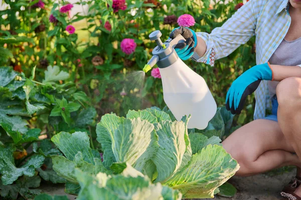 Woman spraying cabbage, pest control, spraying poison to kill insects from leaves, pesticide treatment