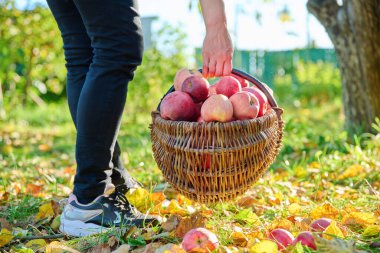 Kadınların elleri sonbahar bahçesinde sepetten olgun kırmızı organik elmalar topluyor. Tarım, tarım, bahçıvanlık, doğal eko gıdalar, sağlıklı beslenme kavramı