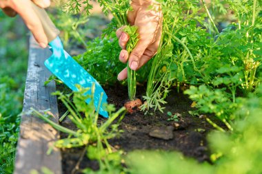 Bahçe yatağında olgun havuç kazan spatula ile ellerinizi yakın çekin. Hasat, tarım, tarım, bahçıvanlık, sonbahar işleri, doğal eko gıdalar, sağlıklı beslenme kavramı