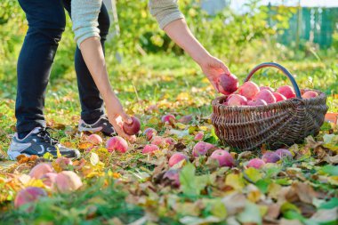 Kadınların elleri sonbahar bahçesinde sepetten olgun kırmızı organik elmalar topluyor. Tarım, tarım, bahçıvanlık, doğal eko gıdalar, sağlıklı beslenme kavramı