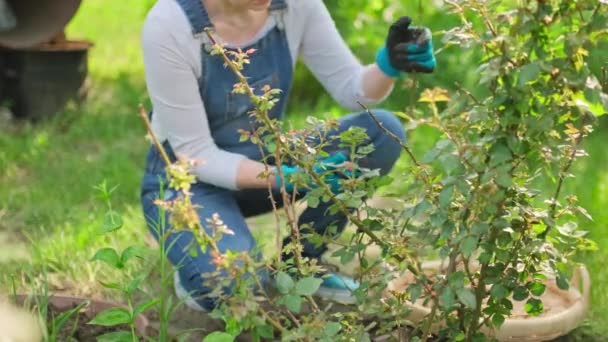 Woman Gardener Pruning Dry Branches Rose Bush Pruner Spring Backyard — Stock Video