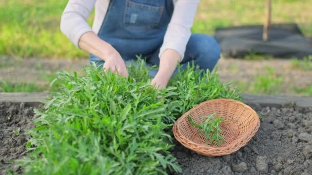 Mujer Recogiendo Hojas Rúcula Jardín Agricultura Agricultura Jardinería Hierbas Cultivo — Vídeos de Stock