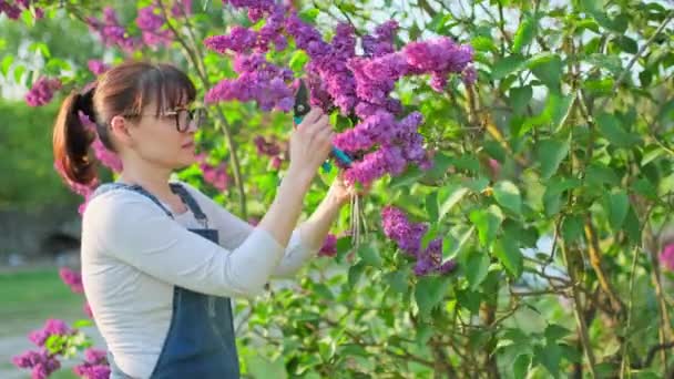 Vrouwelijke Tuinier Snoeien Lila Takken Met Snoeischaar Lente Seizoen Bloemen — Stockvideo